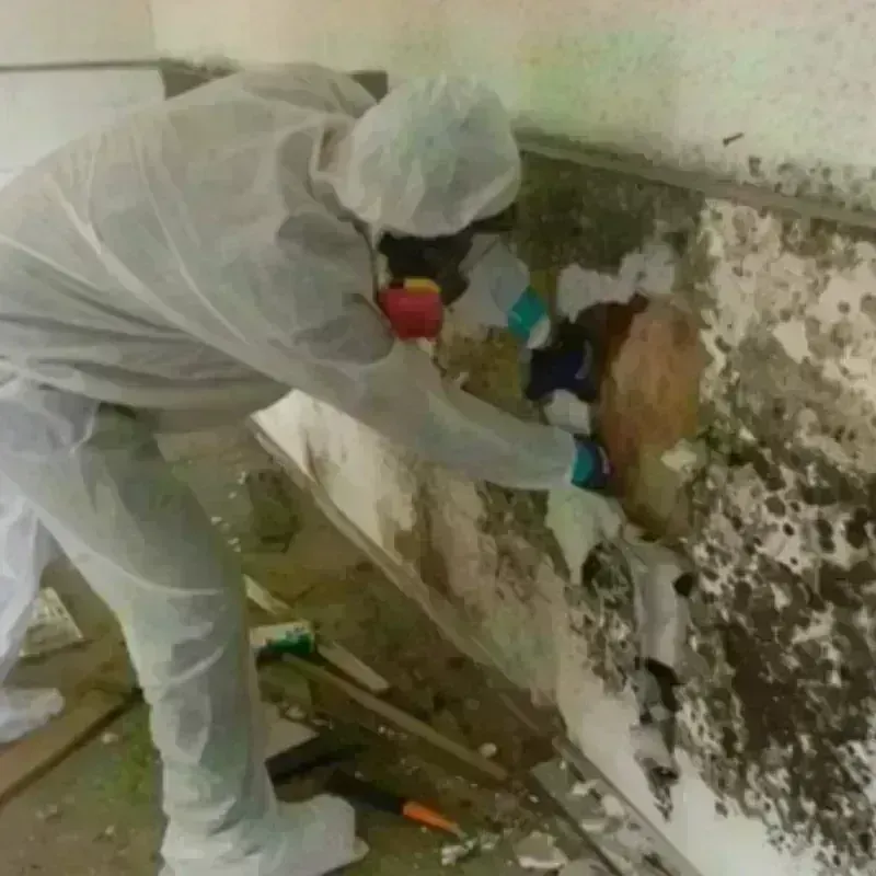 Mold Remediation and Removal in Coalinga, CA